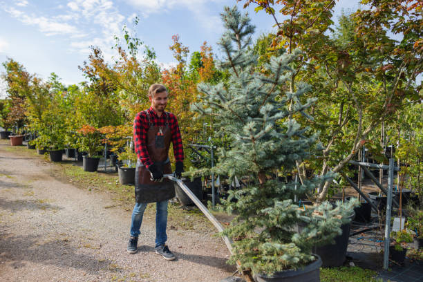 Professional Tree Service in Brookside Village, TX